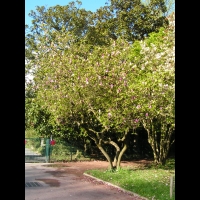 Magnolia cv inconnu (fam Magnoliacees) (1)